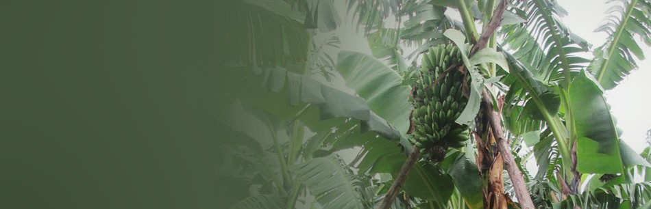 banane
